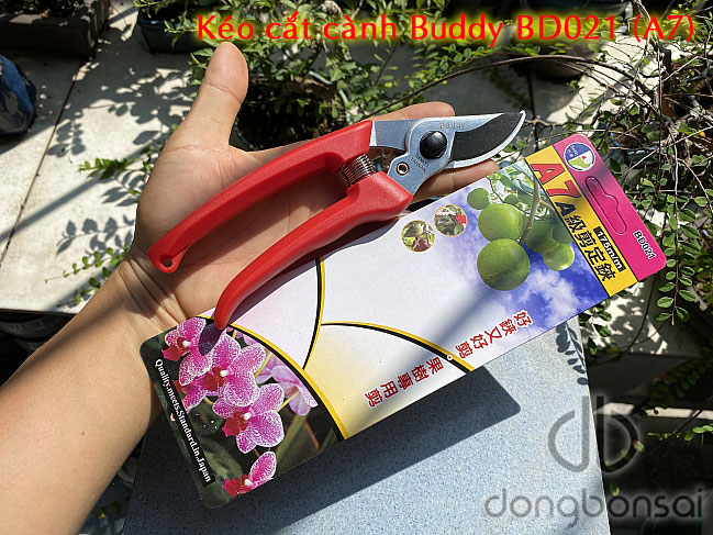 Kéo cắt cành Buddy BD021 (A7)