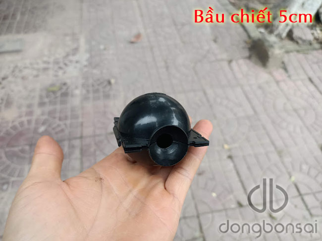 Combo 10 bầu chiết cành 5cm, màu đen