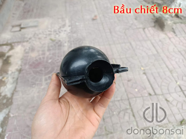 Combo 5 bầu chiết cành 8cm, màu đen