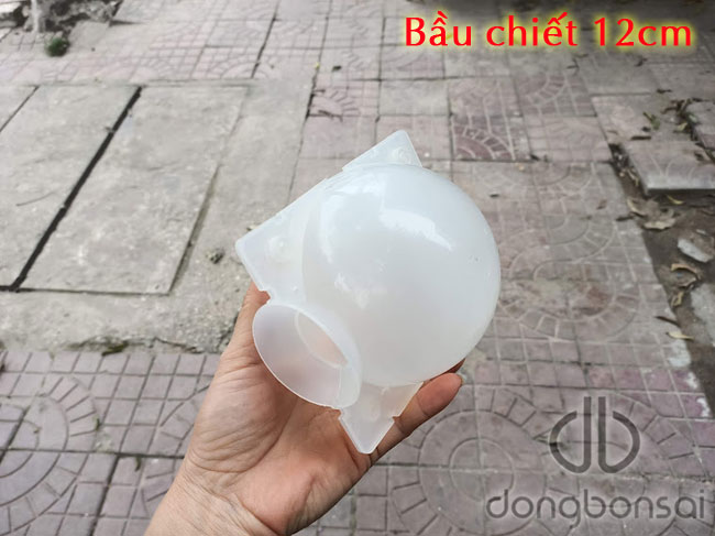 Combo 5 bầu chiết cành 12cm, màu trắng