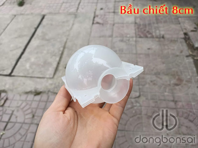 Combo 5 bầu chiết cành 8cm, màu trắng